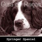 Springer Spaniel Ingl&ecirc;s