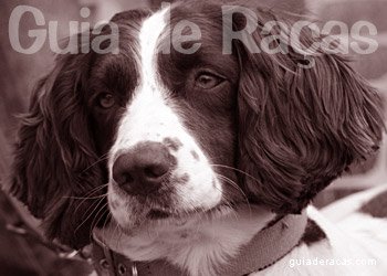Springer Spaniel Ingl&ecirc;s