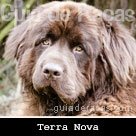 Terra Nova