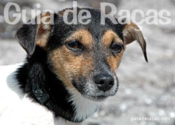 Terrier Brasileiro