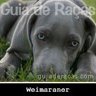 Weimaraner