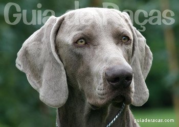 Weimaraner