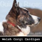 Welsh Corgi Cardigan