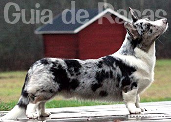 Welsh Corgi Cardigan