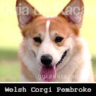 Welsh Corgi Pembroke