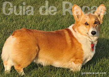 Welsh Corgi Pembroke