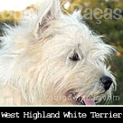 West Highland White Terrier