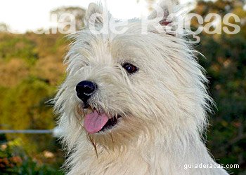 West Highland White Terrier
